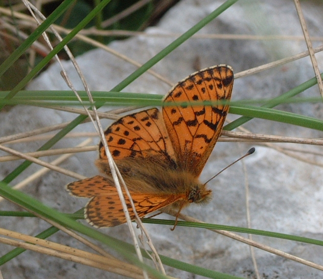 Boloria pales